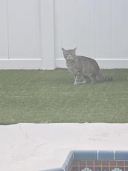 Found/Stray Unknown Cat last seen 70th Street and 124th Terrace , Pinellas Park, FL 33773