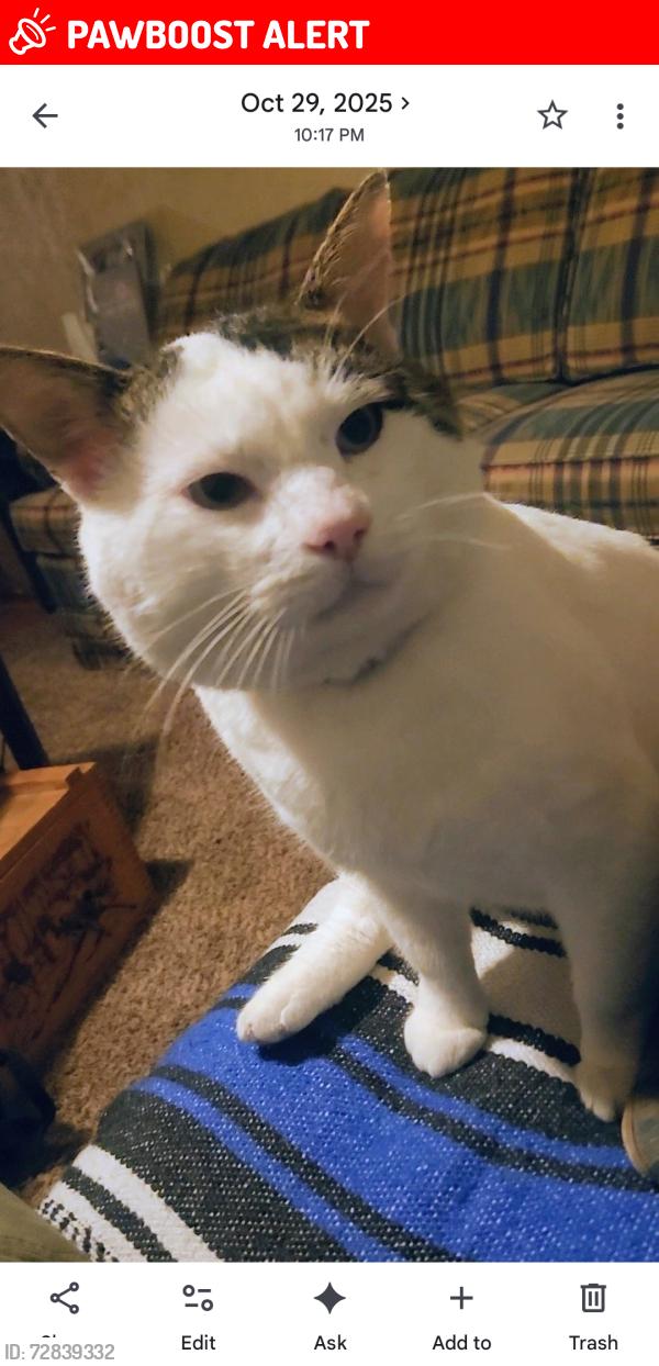 Lost Male Cat last seen Lions Den and old Rt 21, Imperial Township, MO 63052