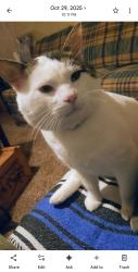 Lost Male Cat last seen Lions Den and old Rt 21, Imperial Township, MO 63052