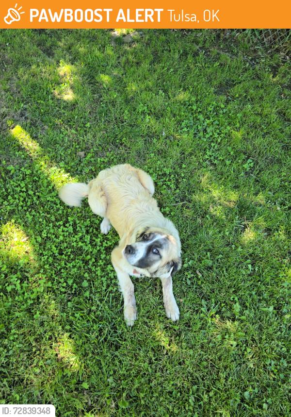 Found/Stray Female Dog last seen E 56th St N, and N Peoria Ave in Tulsa, OK, Tulsa, OK 74126