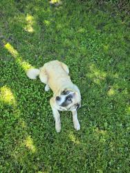 Found/Stray Female Dog last seen E 56th St N, and N Peoria Ave in Tulsa, OK, Tulsa, OK 74126