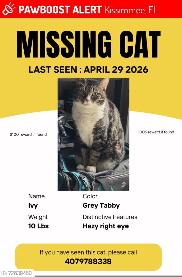Lost Female Cat last seen 7/11, family dollar, Kissimmee, FL 34741