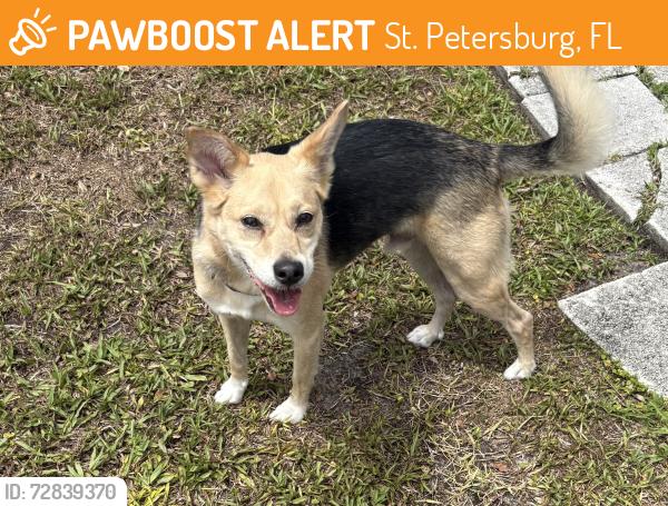 Found/Stray Male Dog last seen  NW Lincoln Circle - he came through another back yard next to the pond., St. Petersburg, FL 33702