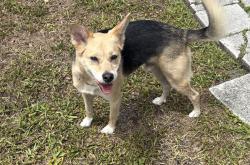 Found/Stray Male Dog last seen  NW Lincoln Circle - he came through another back yard next to the pond., St. Petersburg, FL 33702