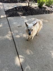 Found/Stray Unknown Dog last seen Herrington Rd and Waverly Hills Ct, Lawrenceville, GA 30044