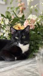 Reunited Male Cat last seen Coverstone, Manassas, VA 20109