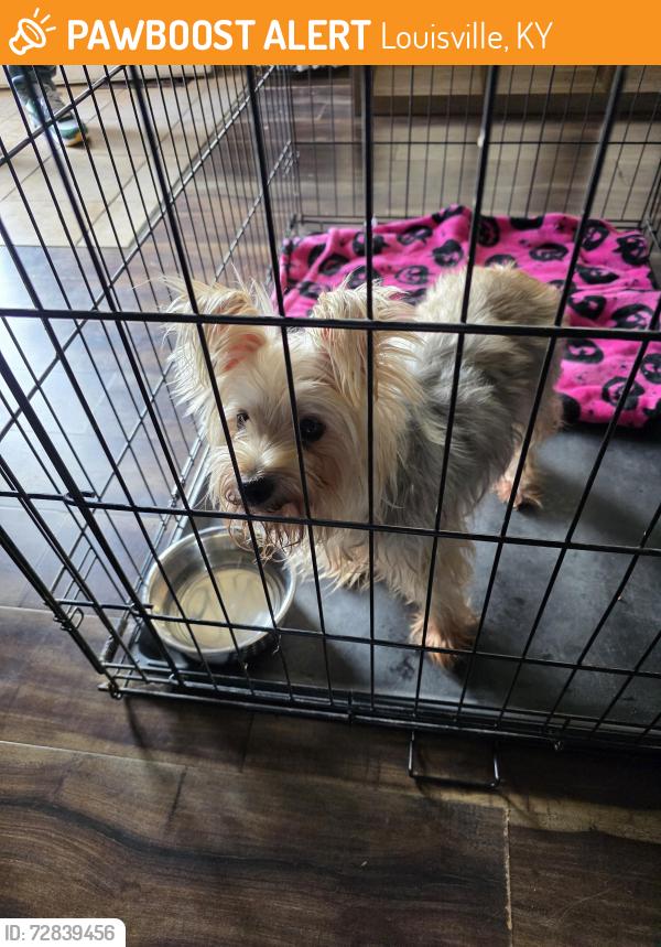 Found/Stray Female Dog last seen Bernheim lane, 7th st and ,dixie, Louisville, KY 40210