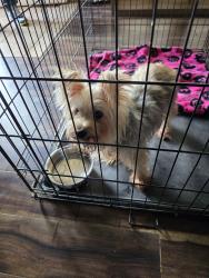 Found/Stray Female Dog last seen Bernheim lane, 7th st and ,dixie, Louisville, KY 40210