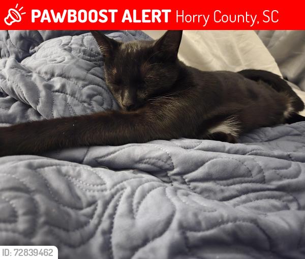 Lost Male Cat last seen Cates Bay , Horry County, SC 29527