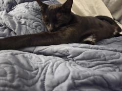 Lost Male Cat last seen Cates Bay , Horry County, SC 29527