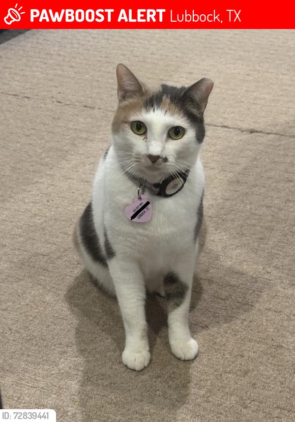 Lost Female Cat last seen Pollard Friendly Ford on the Loop and Indiana, Lubbock, TX 79423