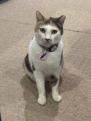 Lost Female Cat last seen Pollard Friendly Ford on the Loop and Indiana, Lubbock, TX 79423