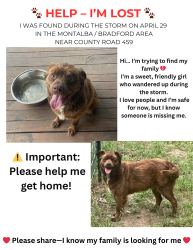 Found/Stray Female Dog last seen Hwy 19 and county Road 459, Montalba, TX 75853
