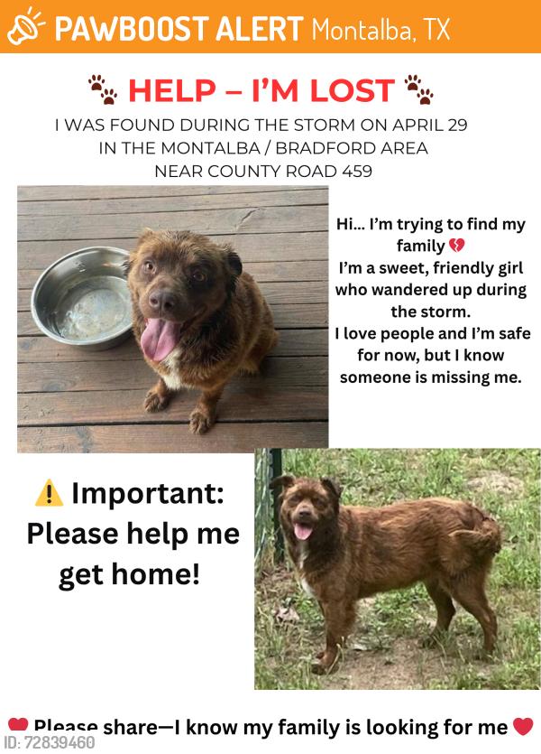 Found/Stray Female Dog last seen Hwy 19 and county Road 459, Montalba, TX 75853