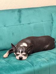 Lost Female Dog last seen Purple cone and desert spring , Albuquerque, NM 87121
