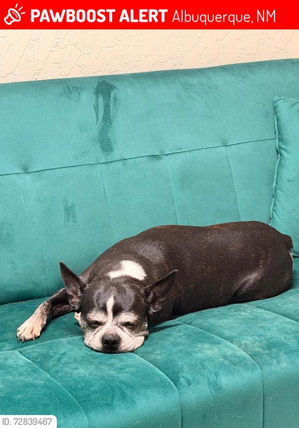 Lost Female Dog last seen Purple cone and desert spring , Albuquerque, NM 87121