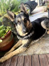 Found/Stray Female Dog last seen Country club , Stockton, CA 95204