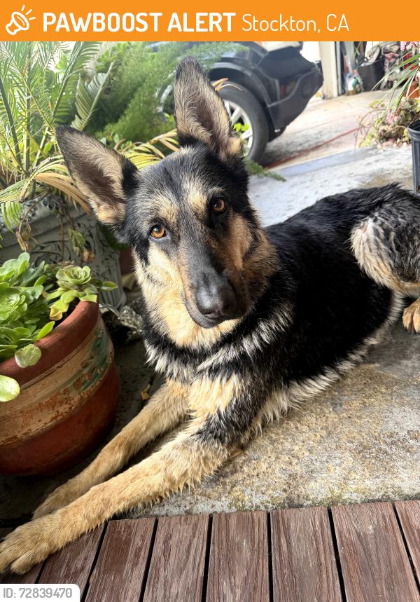 Found/Stray Female Dog last seen Country club , Stockton, CA 95204