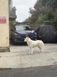 Found/Stray Unknown Dog last seen Cul de sac, Los Angeles, CA 90034