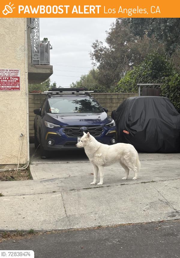 Found/Stray Unknown Dog last seen Cul de sac, Los Angeles, CA 90034