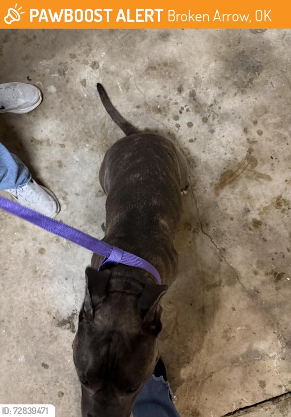 Found/Stray Female Dog last seen County line and 71st street, Broken Arrow, OK 74014