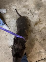 Found/Stray Female Dog last seen County line and 71st street, Broken Arrow, OK 74014