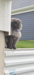 Lost Male Cat last seen Near w farmstead dr Lockport , Lockport, IL 60441