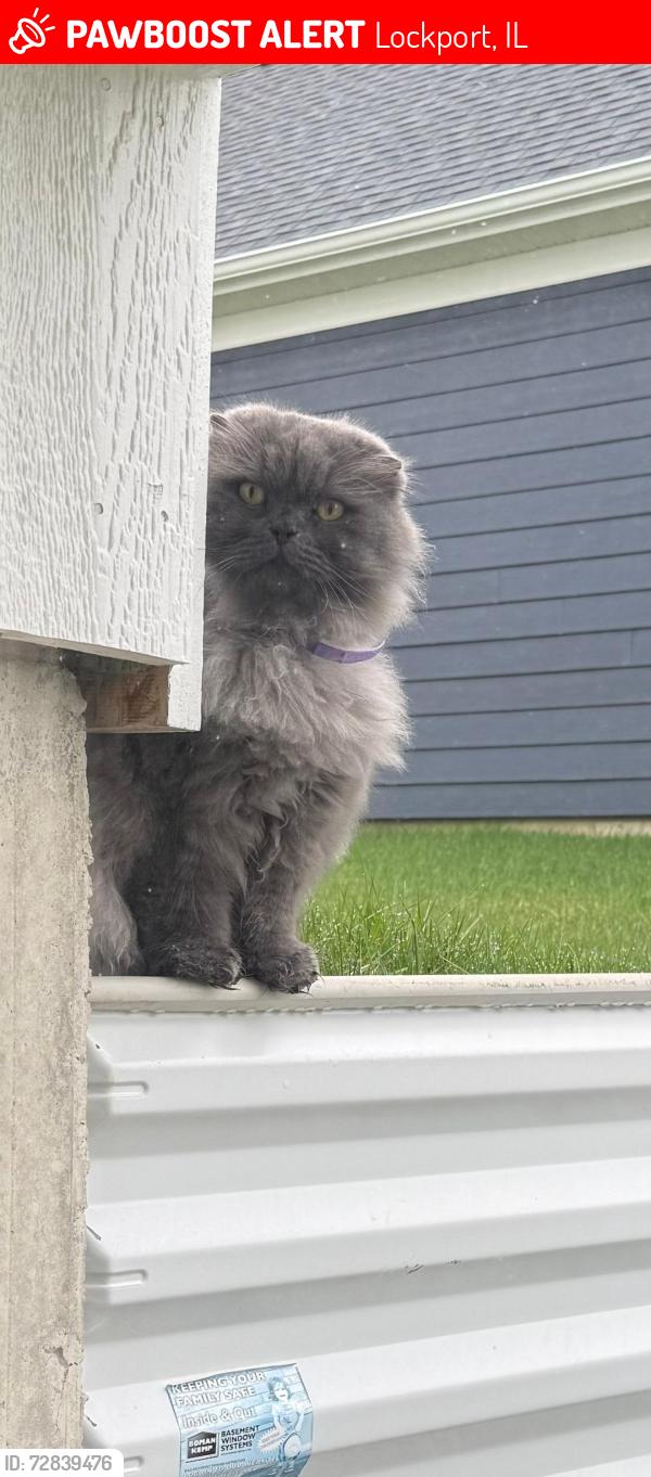 Lost Male Cat last seen Near w farmstead dr Lockport , Lockport, IL 60441