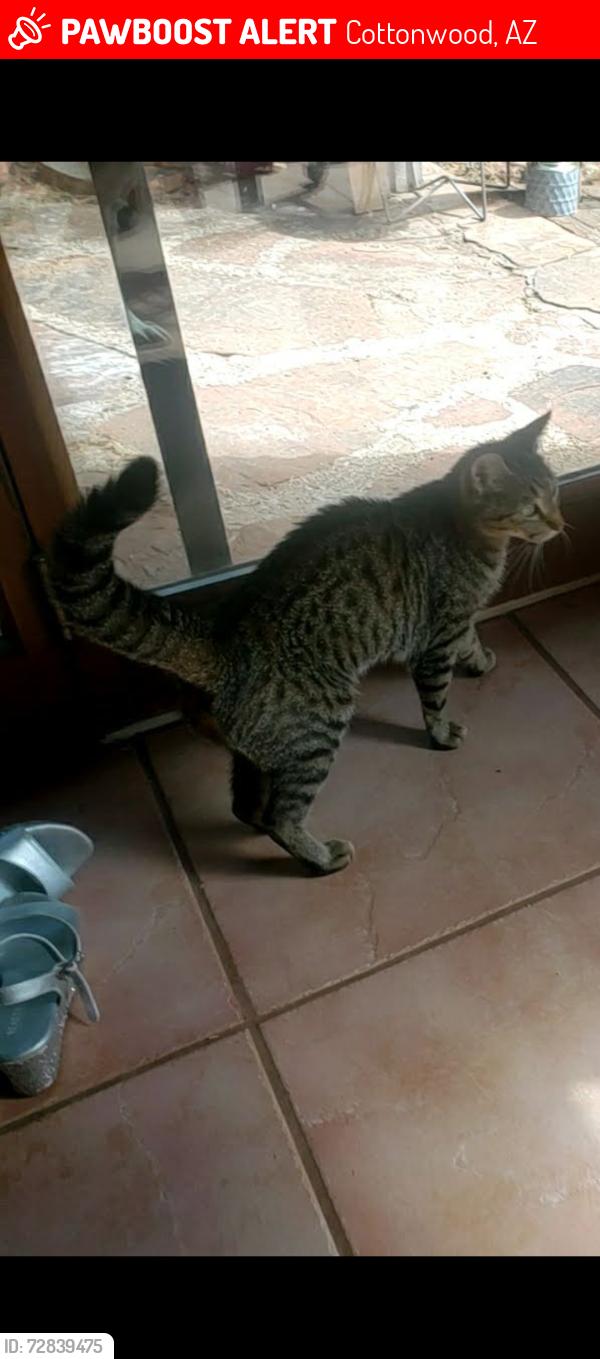 Lost Female Cat last seen Fir st and Viejo in Cottonwood AZ , Cottonwood, AZ 86326