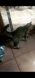 Lost Female Cat last seen Fir st and Viejo in Cottonwood AZ , Cottonwood, AZ 86326