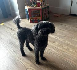 Lost Male Dog last seen Westover Dr SE and 31st St SE, Washington, DC 20020