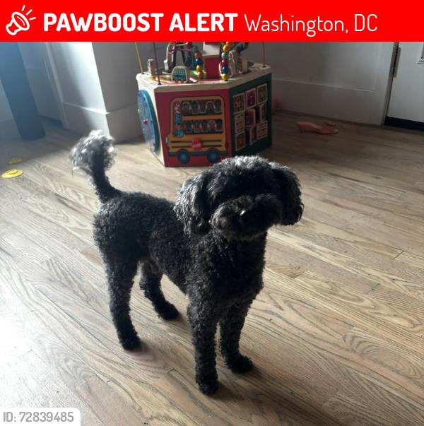 Lost Male Dog last seen Westover Dr SE and 31st St SE, Washington, DC 20020