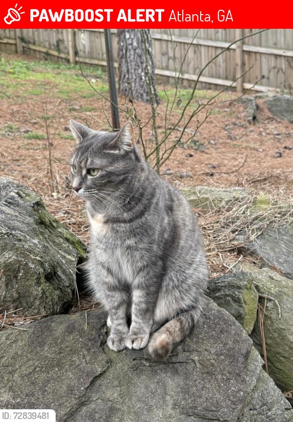 Lost Female Cat last seen at the preserve in east atlanta off brennan , Atlanta, GA 30316