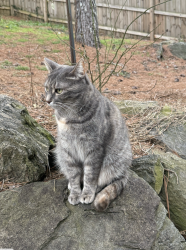Lost Female Cat last seen at the preserve in east atlanta off brennan , Atlanta, GA 30316