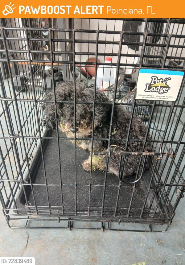Found/Stray Unknown Dog last seen Marigold, Poinciana, FL 34758
