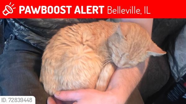 Lost Male Cat last seen 17th and Morgan st, Belleville, IL 62226