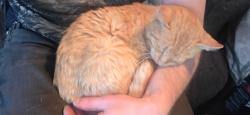 Lost Male Cat last seen 17th and Morgan st, Belleville, IL 62226