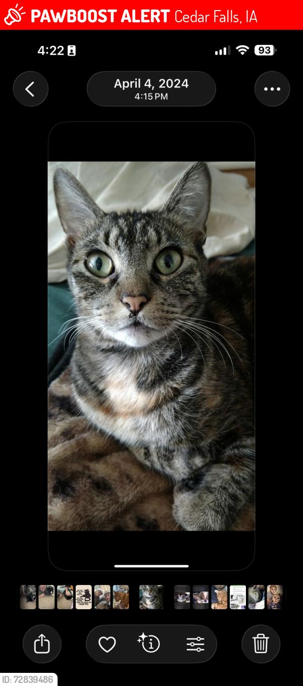Lost Female Cat last seen College st cf iowa, Cedar Falls, IA 50613