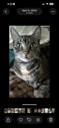 Lost Female Cat last seen College st cf iowa, Cedar Falls, IA 50613