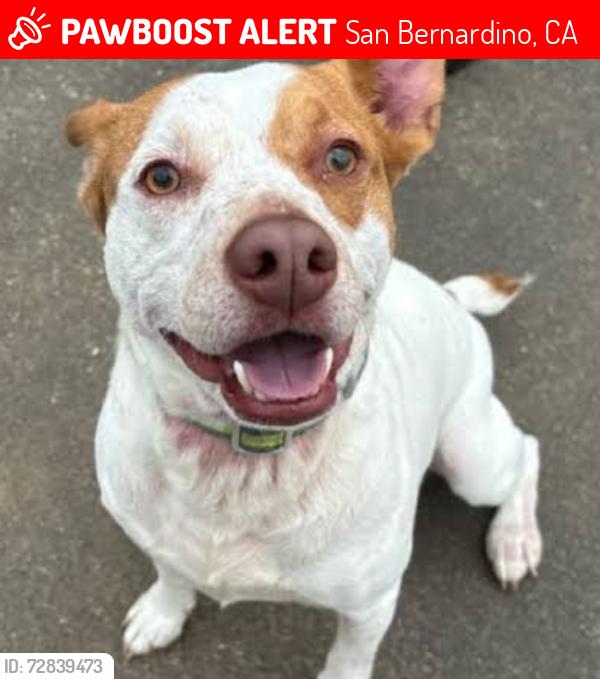 Lost Male Dog last seen 30th by rocket, San Bernardino, CA 92405