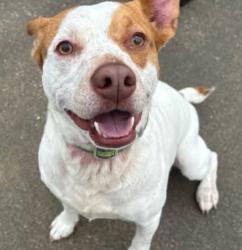Lost Male Dog last seen 30th by rocket, San Bernardino, CA 92405
