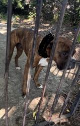 Found/Stray Male Dog last seen Hulen and Altamesa, Fort Worth, TX 76133