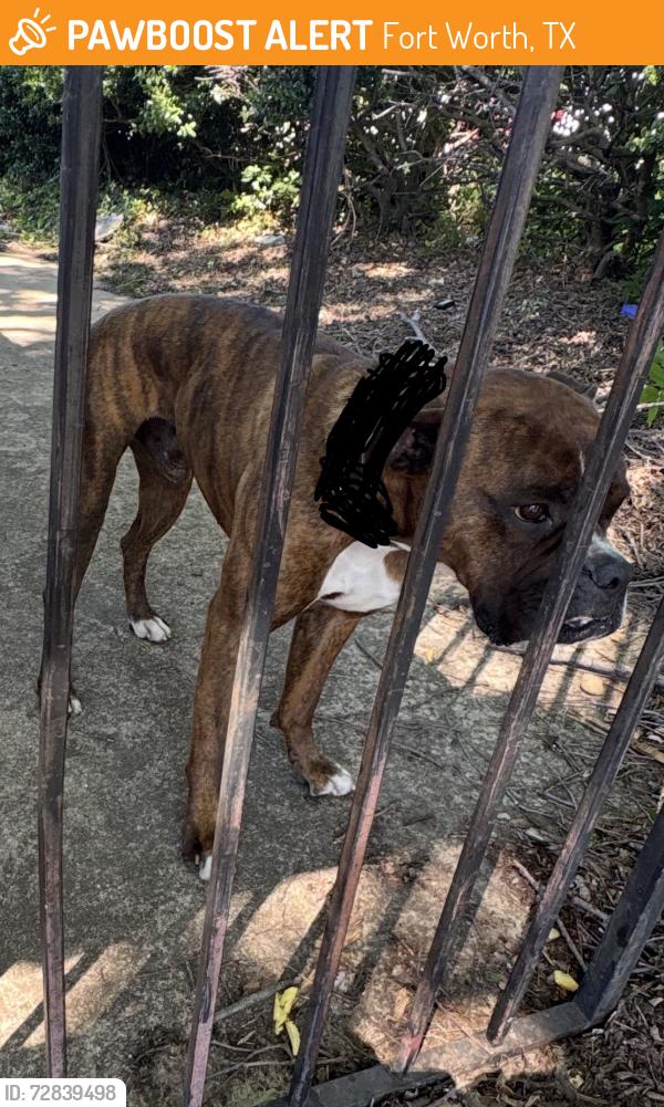 Found/Stray Male Dog last seen Hulen and Altamesa, Fort Worth, TX 76133