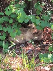 Found/Stray Unknown Dog last seen Red oak drive , Fayetteville, NC 28306