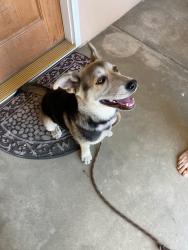 Found/Stray Female Dog last seen Herndon and First, Fresno, CA 93721