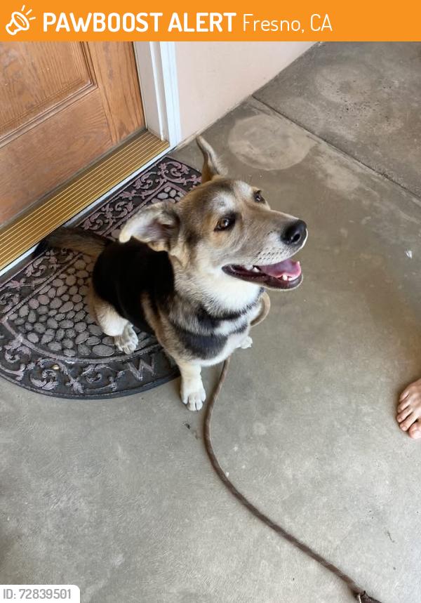 Found/Stray Female Dog last seen Herndon and First, Fresno, CA 93721