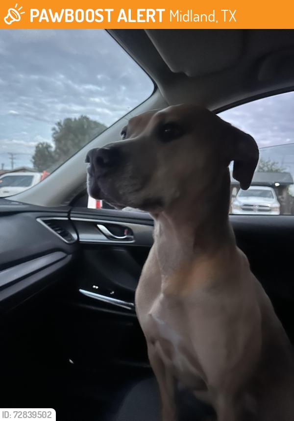 Found/Stray Female Dog last seen Crockett and goliaf, Midland, TX 79703