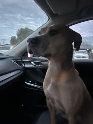 Found/Stray Female Dog last seen Crockett and goliaf, Midland, TX 79703