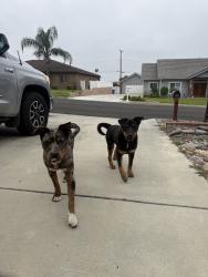 Found/Stray Unknown Dog last seen Sterling x alto - segundo cy, San Bernardino, CA 92404