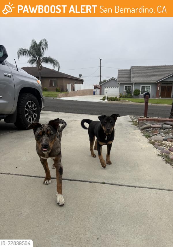Found/Stray Unknown Dog last seen Sterling x alto - segundo cy, San Bernardino, CA 92404